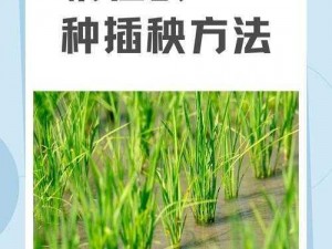 夫妻之间的108种插秧法,夫妻之间的 108 种插秧法：探索性爱技巧的创新之旅