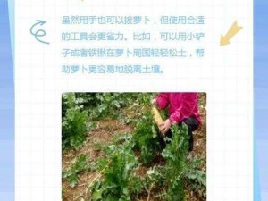 拔萝卜的正确技巧-如何掌握拔萝卜的正确技巧？