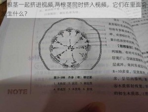 两根茎一起挤进视频,两根茎同时挤入视频，它们在里面会发生什么？