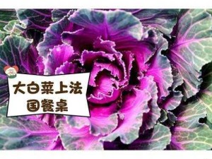 粉色大白菜(法国) 粉色大白菜（法国）：一种神秘而独特的蔬菜，你见过吗？