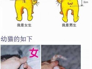 猫之城情绪测试解析：洞悉猫咪情感变化，探寻宠物幸福指数的秘密工具