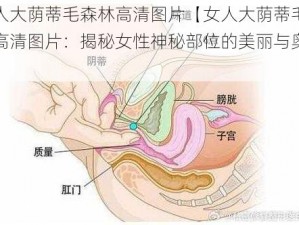 女人大荫蒂毛森林高清图片【女人大荫蒂毛森林高清图片：揭秘女性神秘部位的美丽与奥秘】