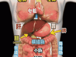 六六人体，让你更了解自己的身体