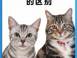 猫之城狸花猫揭秘：深入解析狸花猫角色及其特点解读