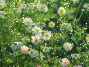 野花视频免费观看高清在线观看—野花视频免费观看高清在线观看，无病毒无广告，精彩内容持续更新中