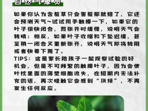 含羞草为什么觉得羞愧(含羞草为什么总是害羞？)