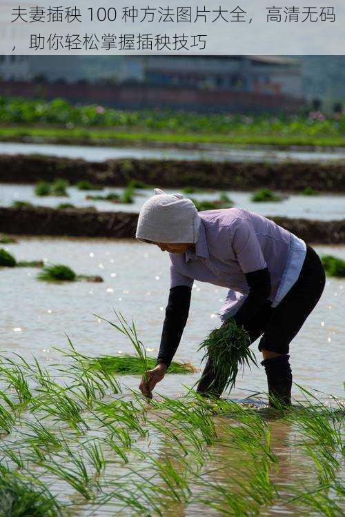 夫妻插秧 100 种方法图片大全，高清无码，助你轻松掌握插秧技巧