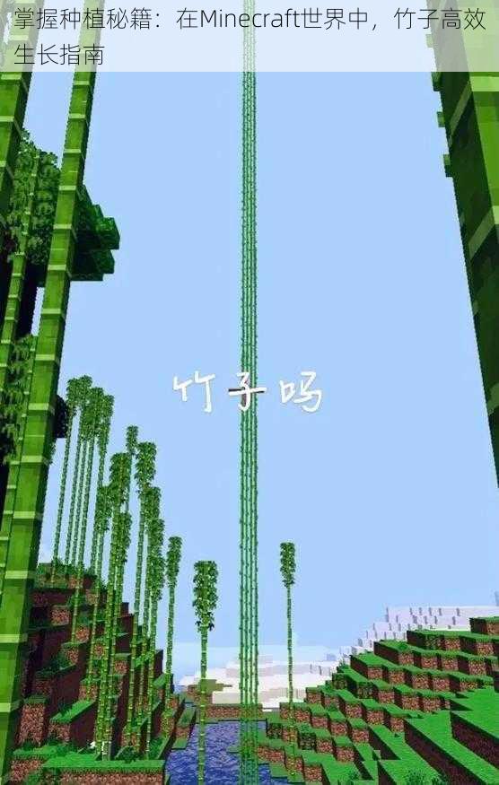 掌握种植秘籍：在Minecraft世界中，竹子高效生长指南