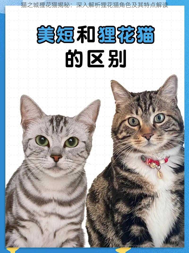 猫之城狸花猫揭秘：深入解析狸花猫角色及其特点解读