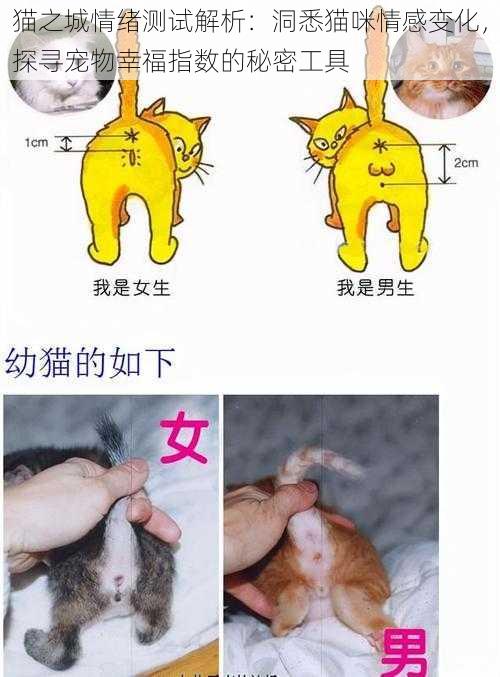 猫之城情绪测试解析：洞悉猫咪情感变化，探寻宠物幸福指数的秘密工具