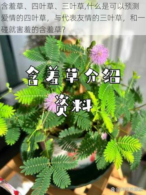 含羞草、四叶草、三叶草,什么是可以预测爱情的四叶草，与代表友情的三叶草，和一碰就害羞的含羞草？