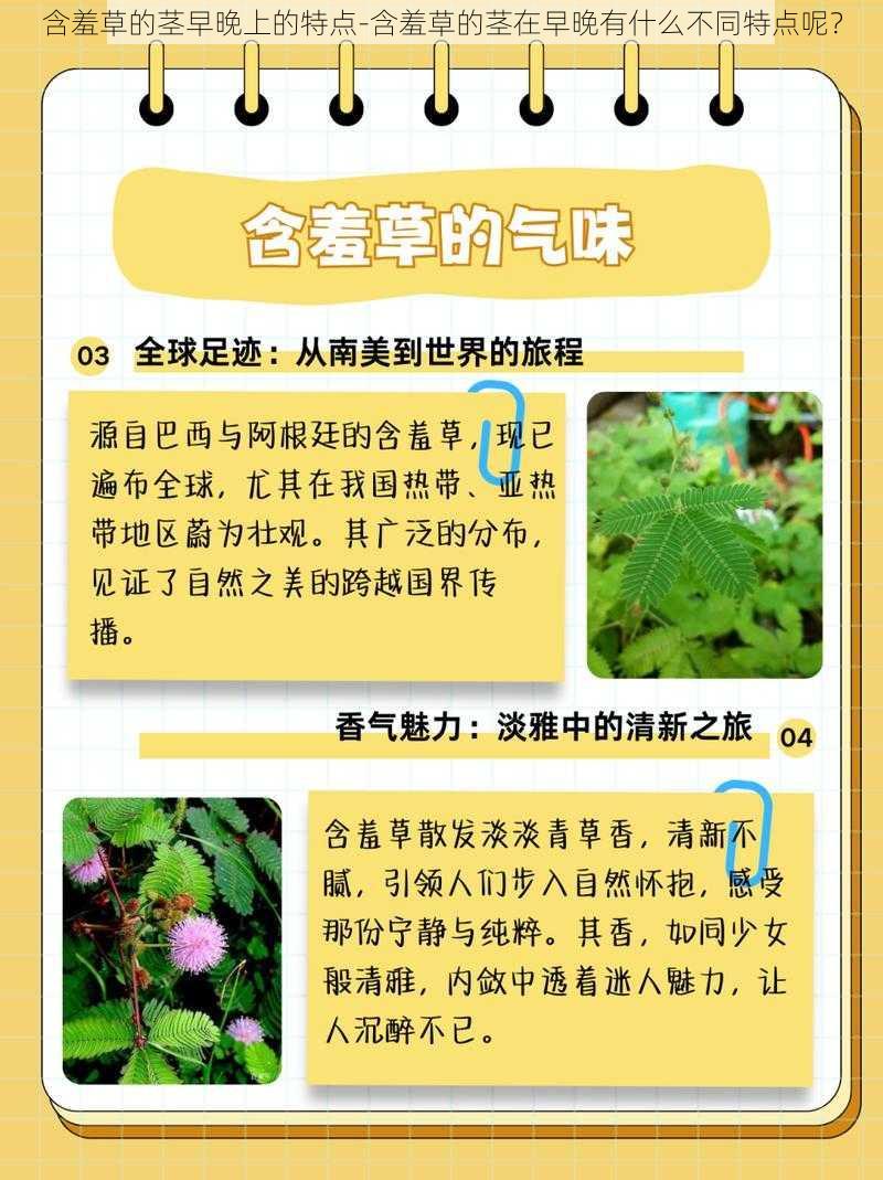 含羞草的茎早晚上的特点-含羞草的茎在早晚有什么不同特点呢？