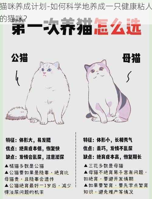 猫咪养成计划-如何科学地养成一只健康粘人的猫咪？