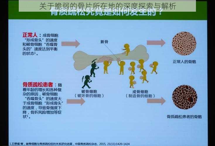 关于脆弱的骨片所在地的深度探索与解析