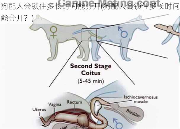 狗配人会锁住多长时间能分开(狗配人会锁住多长时间能分开？)