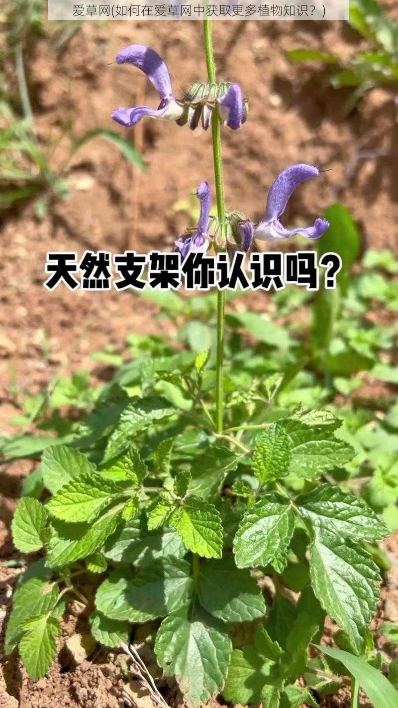 爱草网(如何在爱草网中获取更多植物知识？)