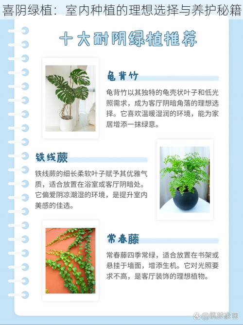 喜阴绿植：室内种植的理想选择与养护秘籍