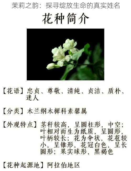 茉莉之韵：探寻绽放生命的真实姓名