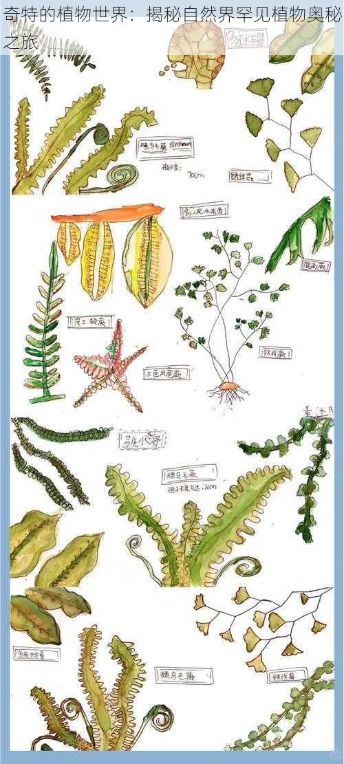 奇特的植物世界：揭秘自然界罕见植物奥秘之旅